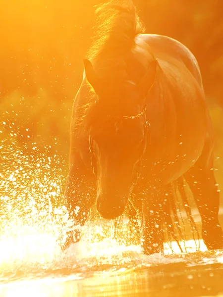 Лошадь в сияющем закате — стоковое фото