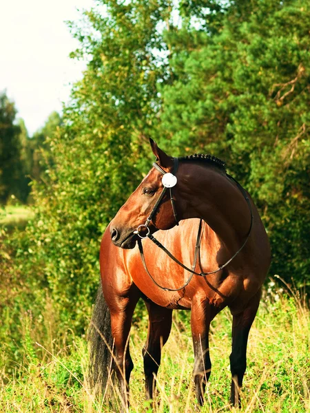 Belo cavalo de baía em torno de árvores — Fotografia de Stock
