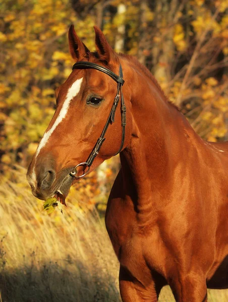 चेस्टनट घोडा शरद ऋतूचे पोर्ट्रेट — स्टॉक फोटो, इमेज