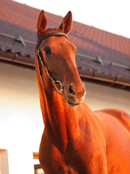 Ritratto di cavallo di castagno — Foto Stock