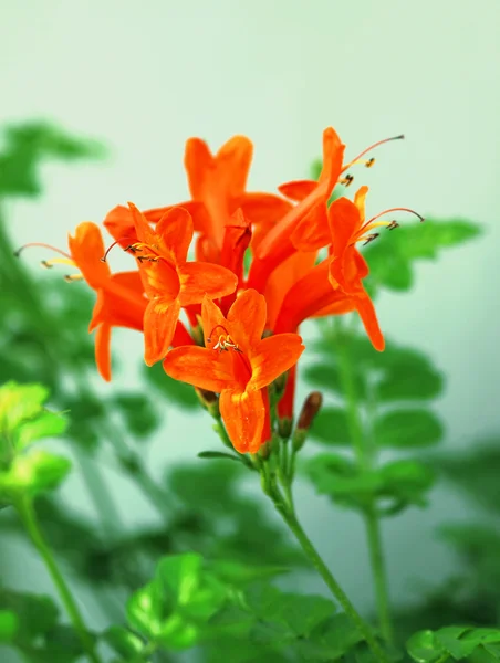 Orange Mediterranean flower — Stock Photo, Image
