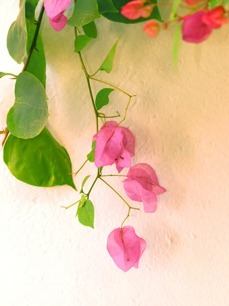 Pink delicate flower on white wall — Stock Photo, Image