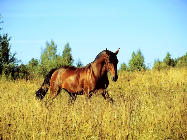 Running bay horse on yellow meadow — Stock Photo, Image