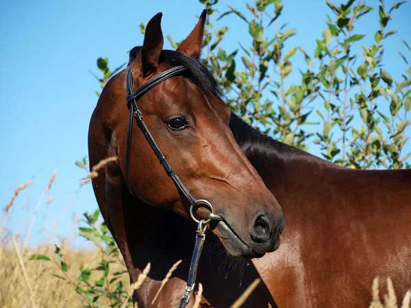 Porträtt av bay häst i fältet — Stockfoto