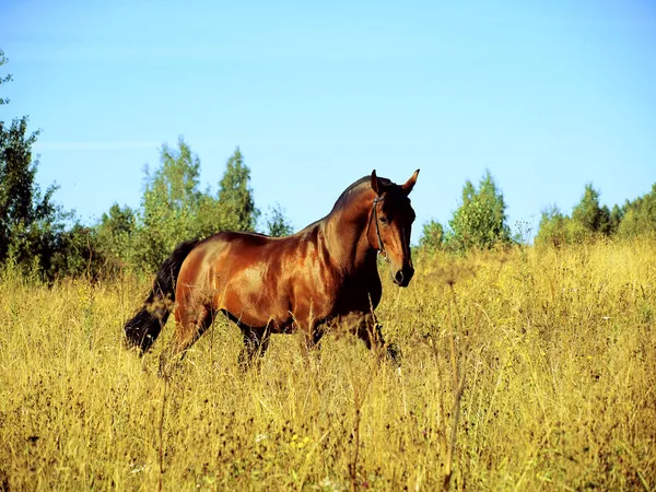 Running bay horse on yellow meadow Stock Image