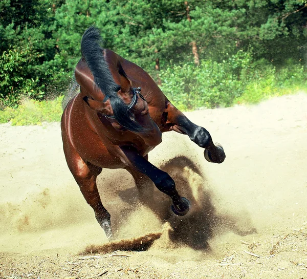 Kör bay häst på sand — Stockfoto