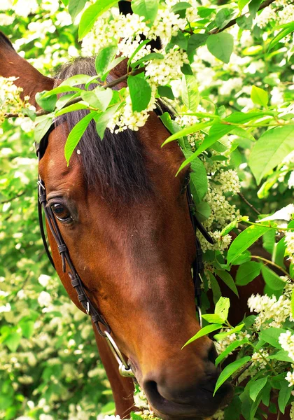 Πορτρέτο άλογο στο λουλούδι — Φωτογραφία Αρχείου