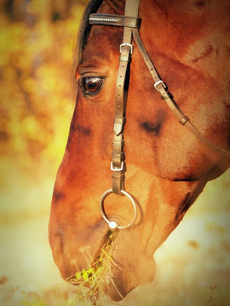 Autumn portrait of bay horse — Stock Photo, Image