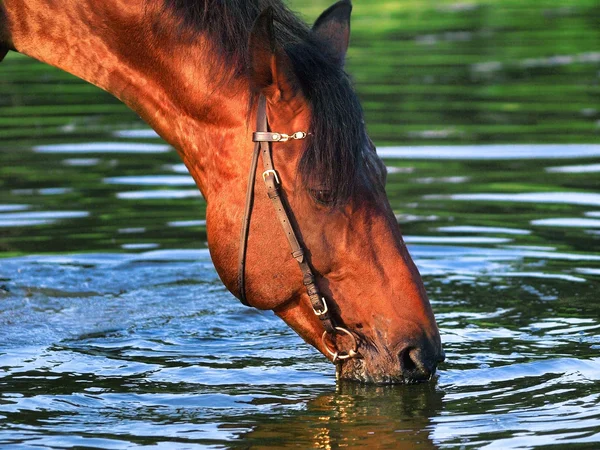 Drinking bay horse in the evening — Stock Photo, Image