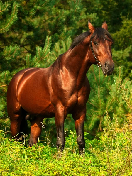 Bay häst i grönska — Stockfoto