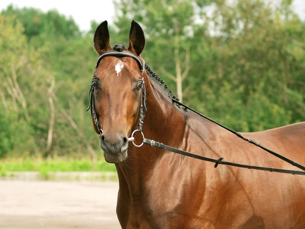 Bay trakehner stallion from the competition — Stock Photo, Image