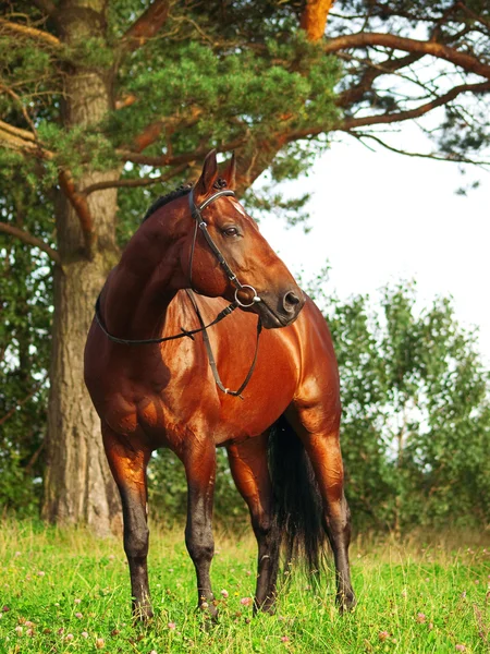 Very beautiful trakehner stallion — Stock Photo, Image