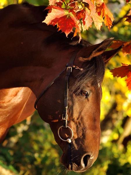 秋天的枣红马的肖像 — 图库照片