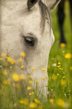 Grazing grey horse clipart