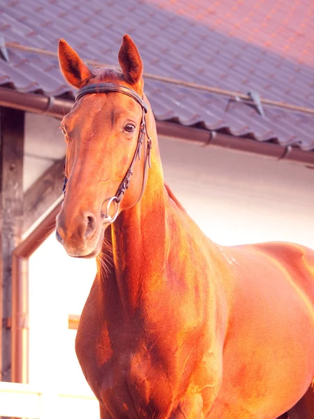 Rode Paard Zonsondergang Stabiele Avond Buiten — Stockfoto