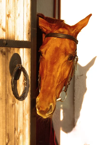 Loor Out Red Horse Outdoor Door Stable Evening Sunset — Stock Photo, Image