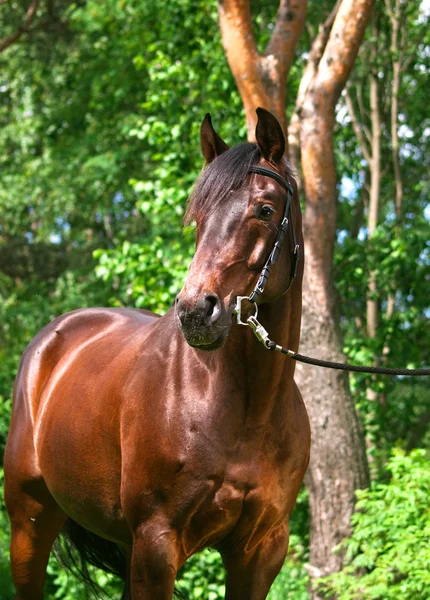Bay vackra häst — Stockfoto