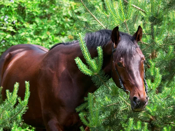 Bay Häst Pinetree Utomhus Solig Dag Sommaren — Stockfoto