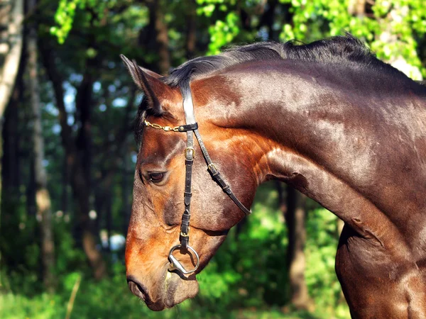 Portrait de cheval de baie — Photo