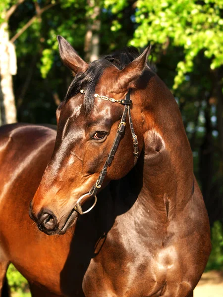 Bay Horse Nyári Szabadtéri Napos Este Portréja — Stock Fotó