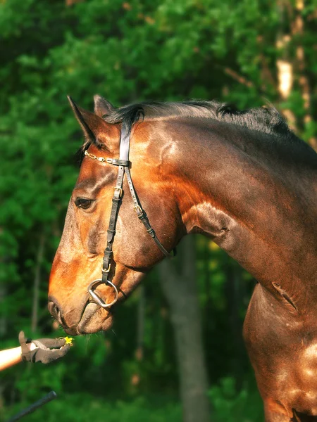 Baai paard portret en menselijke hand — Stockfoto