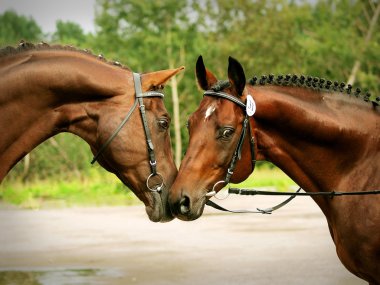 Couple of breed trakehner stallion clipart