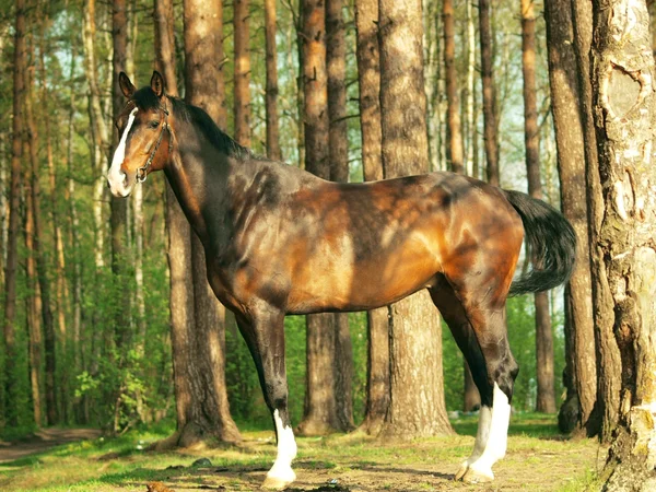 Extérieur du cheval brun — Photo