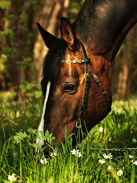 Grazing bay horse — Stock Photo, Image