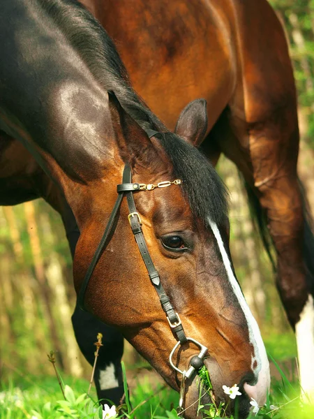 Bete bay häst — Stockfoto