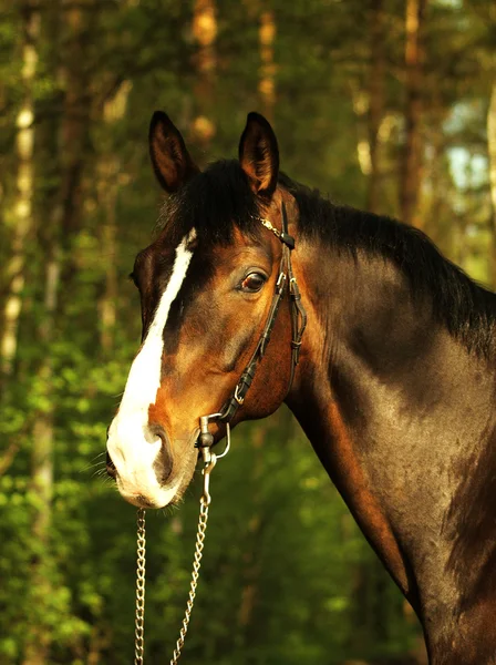 Retrato de belo cavalo de baía na floresta — Fotografia de Stock