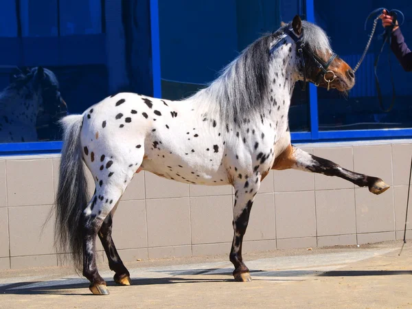 Pony appaloosa — Stockfoto