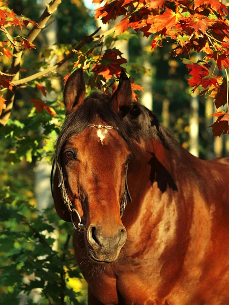 stock image Autumn portrait of bay horse