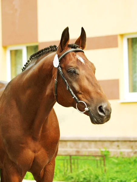 Porträt sportlicher Pferde — Stockfoto