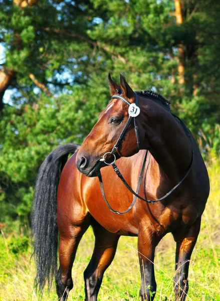 Very beautiful trakehner stallion prize-winner — Stock Photo, Image