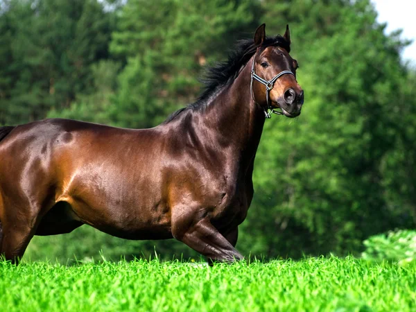 Running bay horse on green meadow — Stock Photo, Image