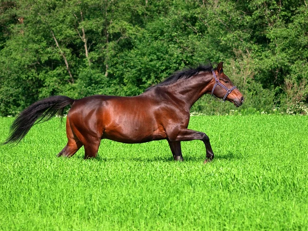 Running Bay Horse Green Meadow — Stock Photo, Image