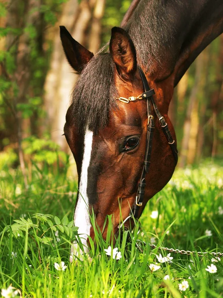 Portrait Weiden Lorbeer Pferd Wald Frühling — Stockfoto