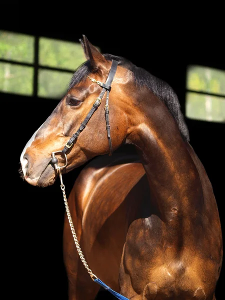 Bay häst på svart bakgrund — Stockfoto
