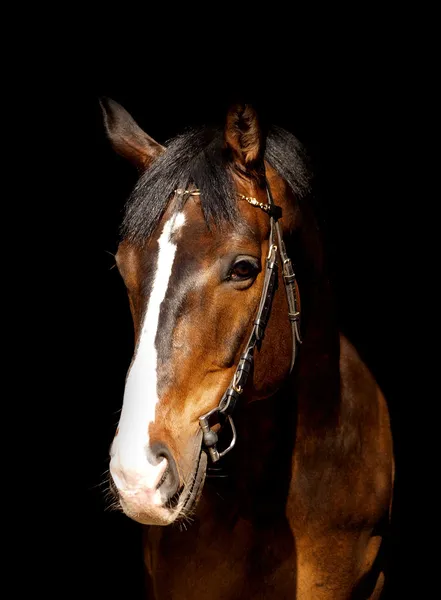 黒の背景に分離された馬 — ストック写真
