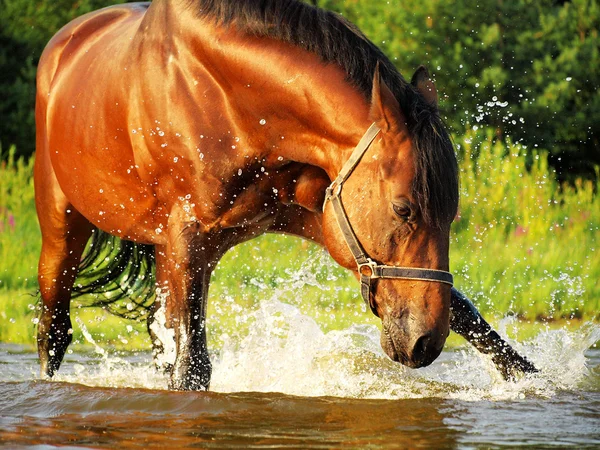 Splashing Cavallo Baia Nel Golfo — Foto Stock