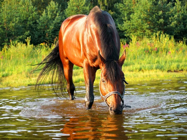 Ivás Bay Horse Öböl Napos Este — Stock Fotó