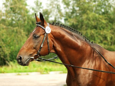 Beautiful bay trakehner stallion horse winner clipart