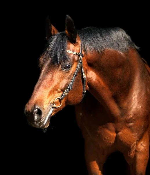 Retrato de cavalo baia isolado sobre fundo preto — Fotografia de Stock