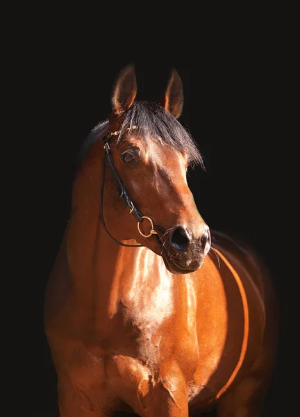 Belo cavalo marrom no fundo escuro — Fotografia de Stock