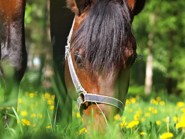 Baai Paard Buiten Zonnige Voorjaar Weide Grazen — Stockfoto