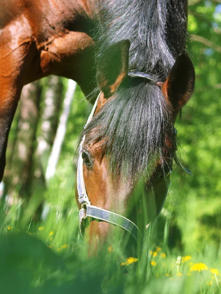 Grasing alloro cavallo — Foto Stock