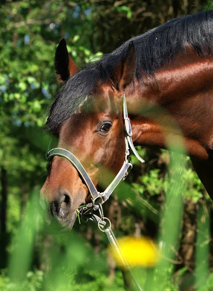 Porträtt av bay häst våren — Stockfoto