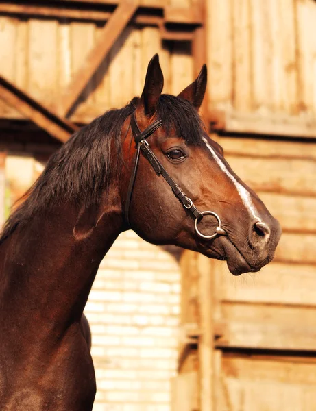 Bay horse on background of stable — Stock Photo, Image
