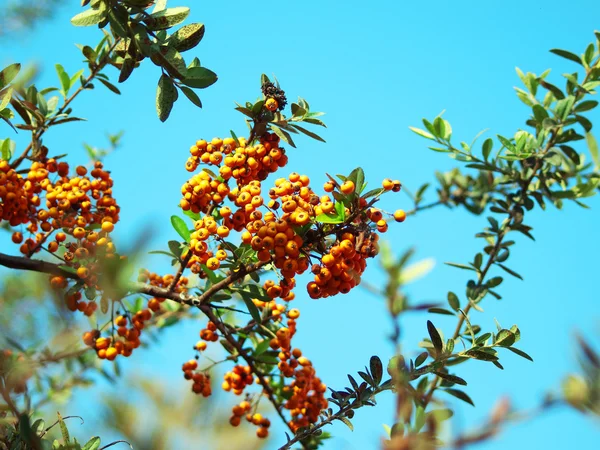 stock image Decorative berries on blue sky