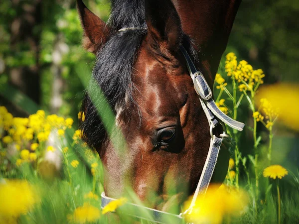 Portrait bay horse in flower Royalty Free Stock Images